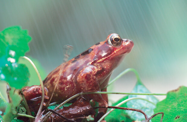 Frosch